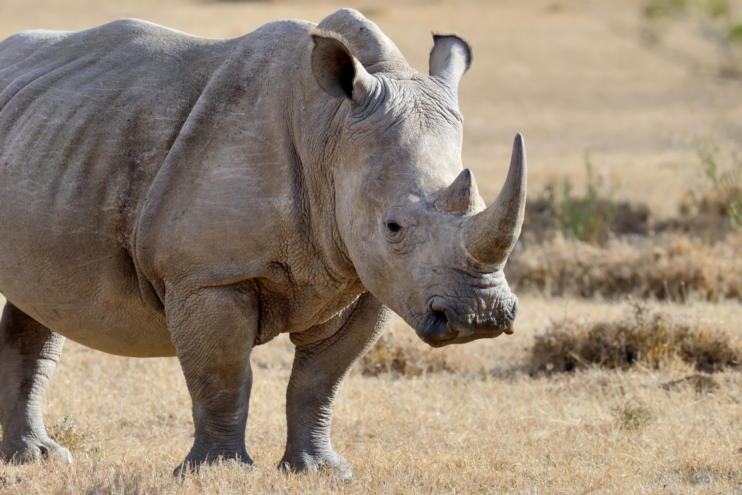 Visit Mokolodi Game Reserve